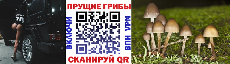 Галлюциногенные грибы Cubensis  Купить  Заозёрск 